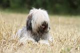TERRIER DU TIBET 088